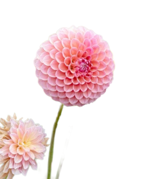 Pink Dahlia Flower Free PNG Transparent Image Download | VistaPng