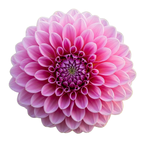 Pink Round Dahlia Flower Free PNG Transparent Image Download | VistaPNG