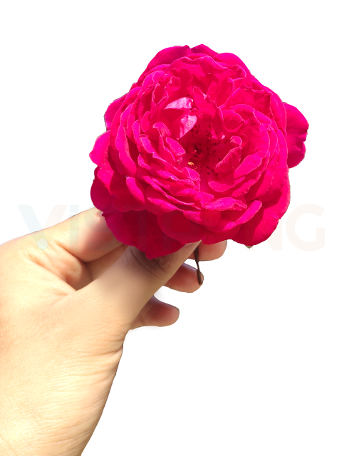 Hand Holding Pink Rose Free PNG Transparent Background