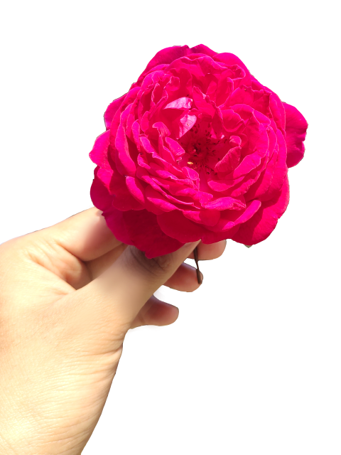Hand Holding Pink Rose Free PNG Transparent Background